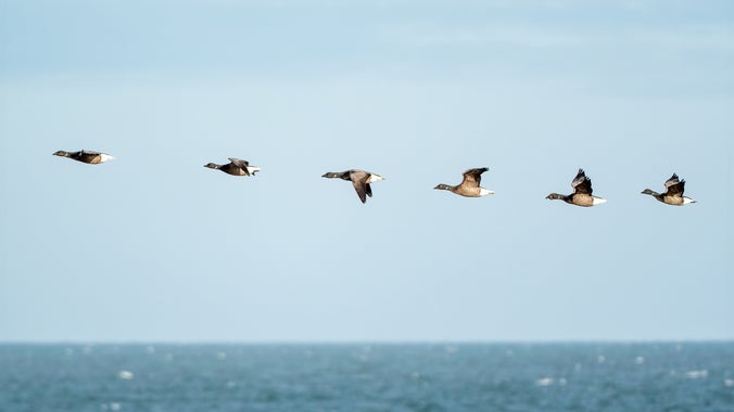 Line of brent geese in flight at Blakeney National Nature Reserve.